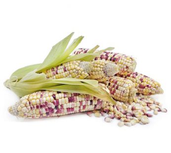 Jagung Ketan (Putih-Merah) Grosir