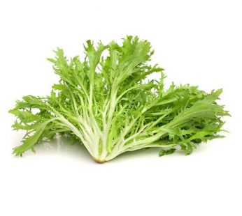 Endive / Green Curled Ruffec / Andewi
