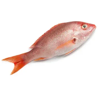 Ikan Kakap Merah