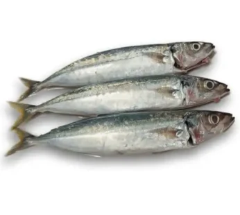 ikan layang Frozen Grosir