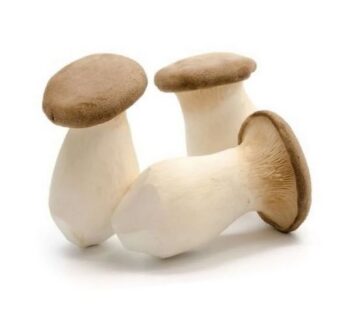 Jamur King Oyster Grosir