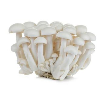 Jamur Shimeji Putih Grosir