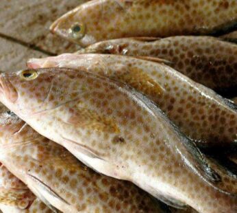 Ikan Kerapu Grosir