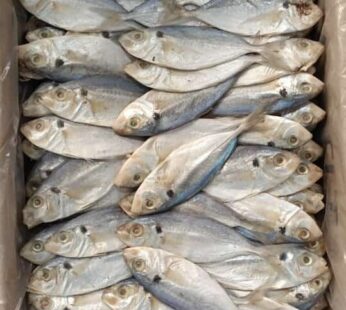 Ikan Asin Selar Grosir