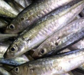 Ikan Layang Deles Grosir