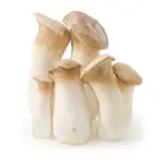 Oyster king ecer
