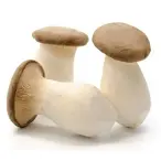 Oyster king