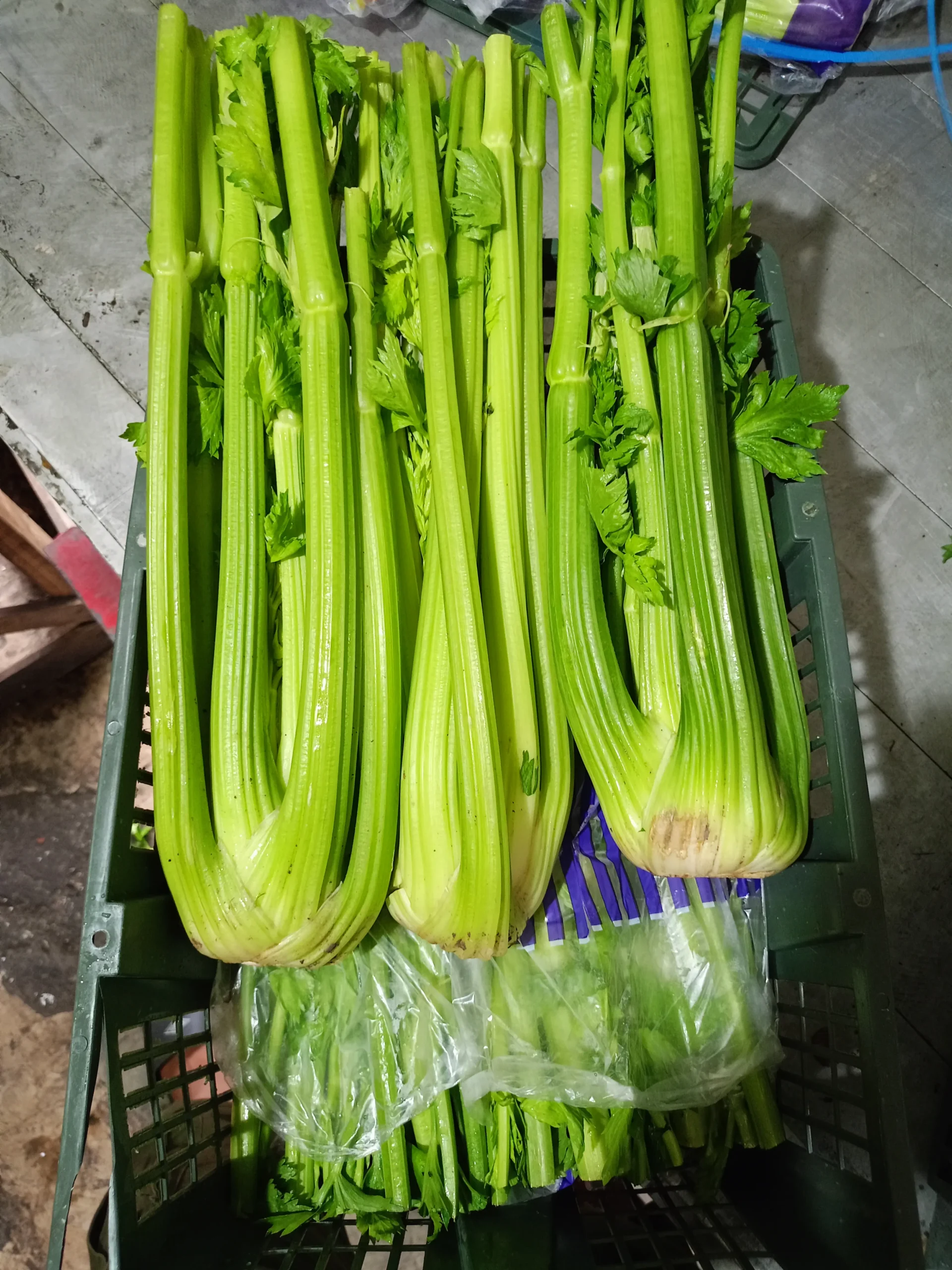 Celery