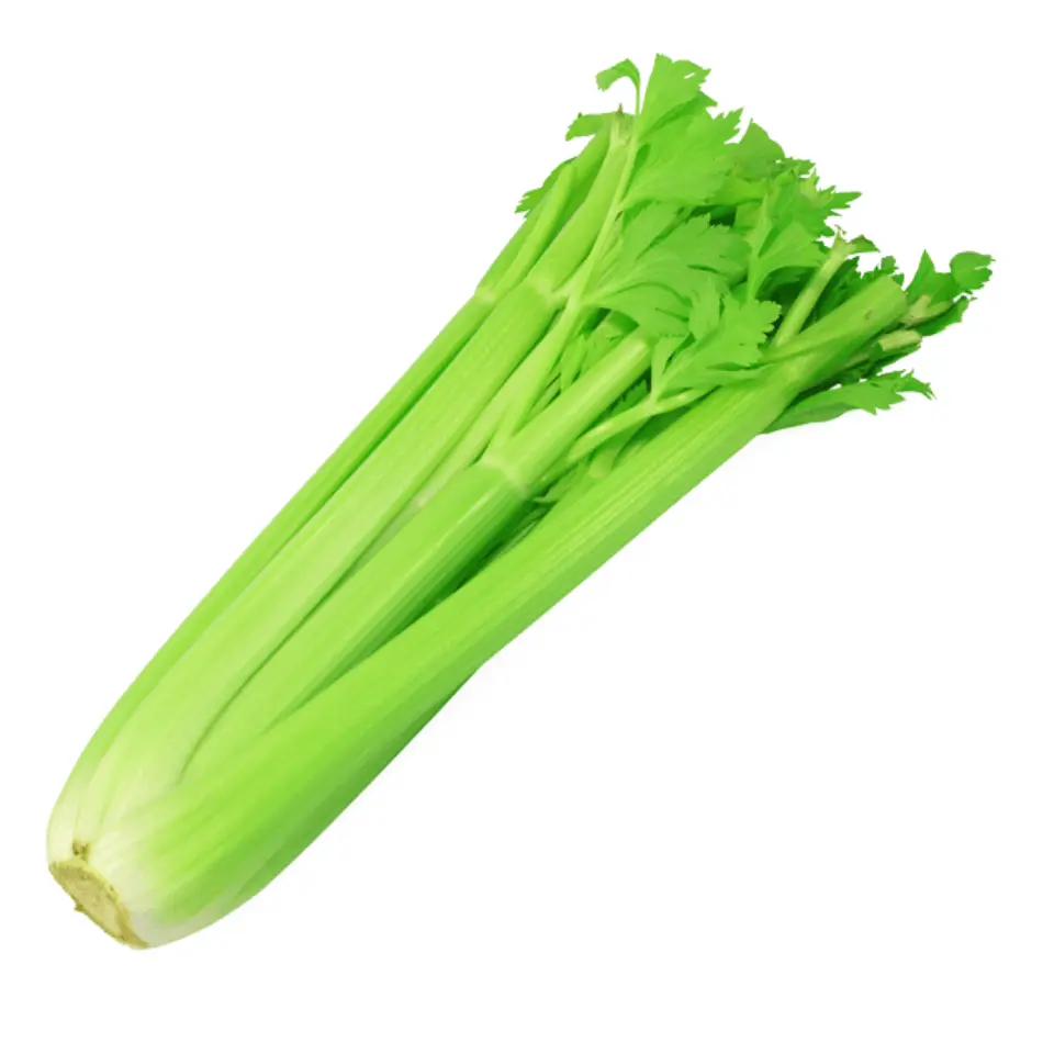 Celery ECER