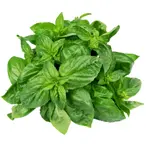 Basil