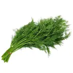 Daun Dill