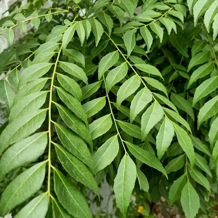 Daun Kare