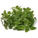 Oregano