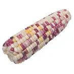 Jagung Ketan