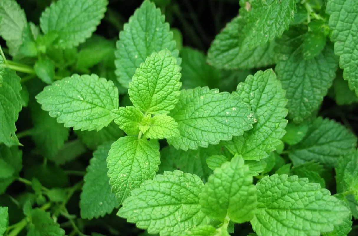 Daun mint