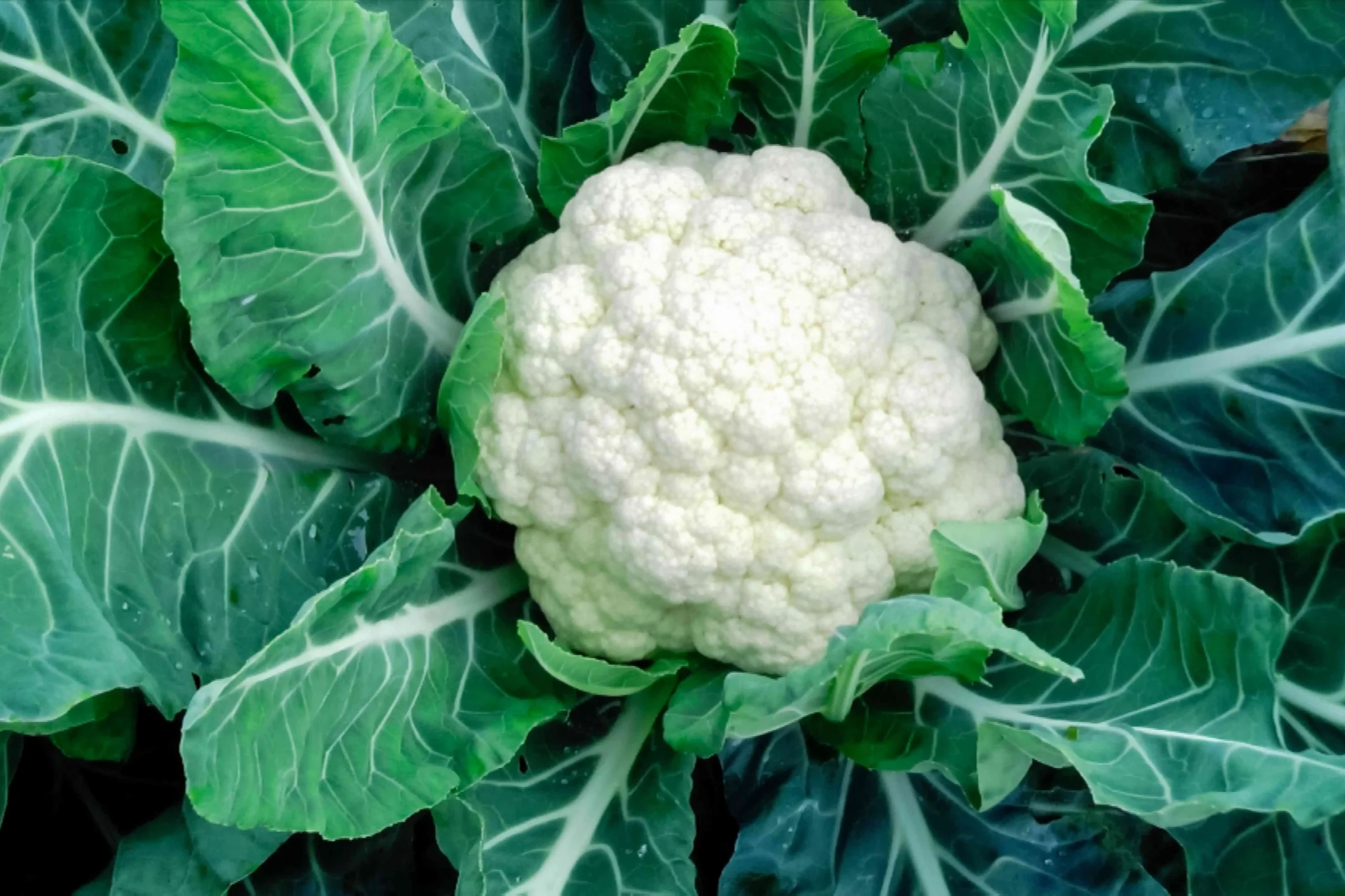 Cauli Flower