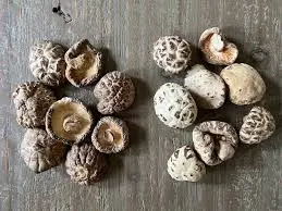 Jamur Shitake Kering