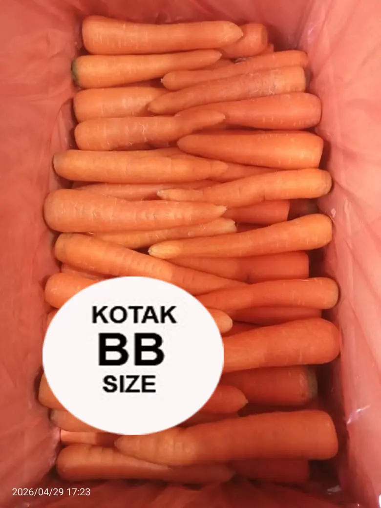 Wortel kotak Baby