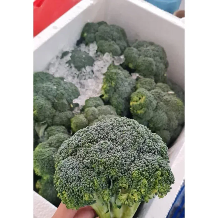 Brokoli Import Ecer